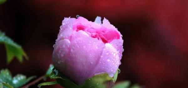 牡丹花语（牡丹花语的象征与寓意）