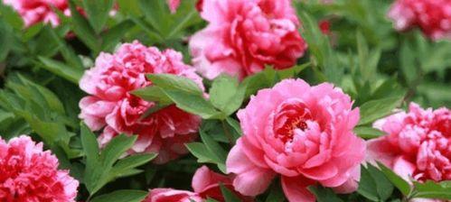 牡丹花（花开如锦，曼妙多姿）
