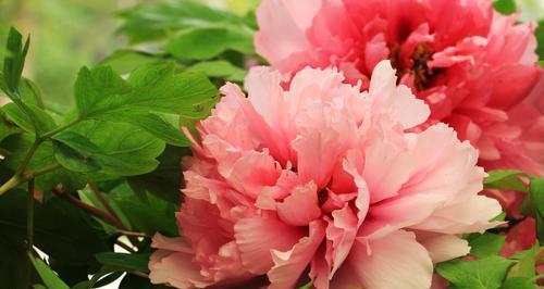牡丹花（花开如锦，曼妙多姿）