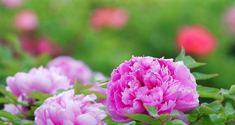 牡丹花（以牡丹花语寓意象征的独特魅力）