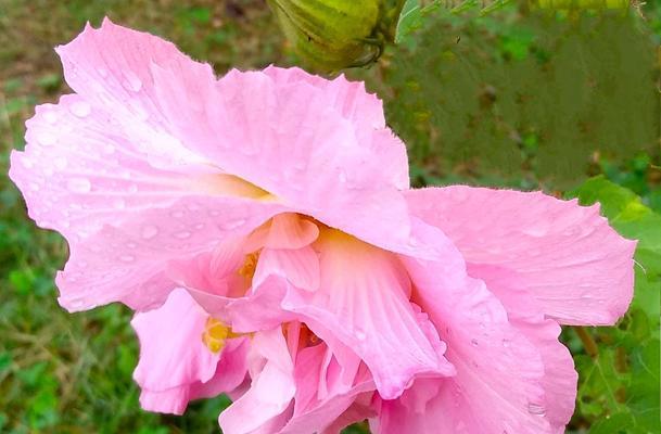 木芙蓉（傲雪凌霜感动世人——木芙蓉花语与传说）