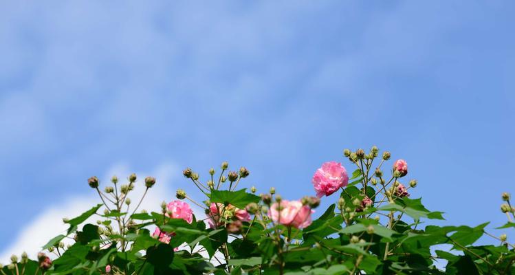 木芙蓉（傲雪凌霜感动世人——木芙蓉花语与传说）
