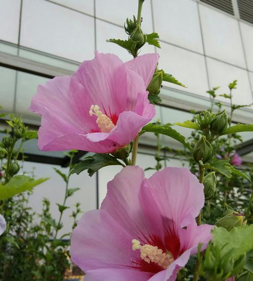 木槿花花语——寓意与传承(传承千年的花语之美)