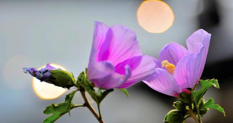 木槿花的美与象征意义（探寻木槿花背后的深意）