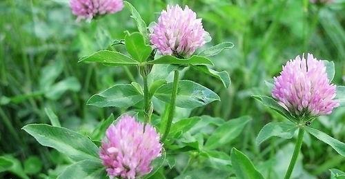 苜蓿花语（探寻苜蓿花背后的意义与力量）