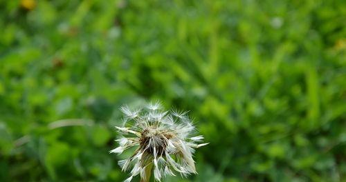 蒲公英的花语、寓意与象征(探寻蒲公英的深层内涵与传递的信息)