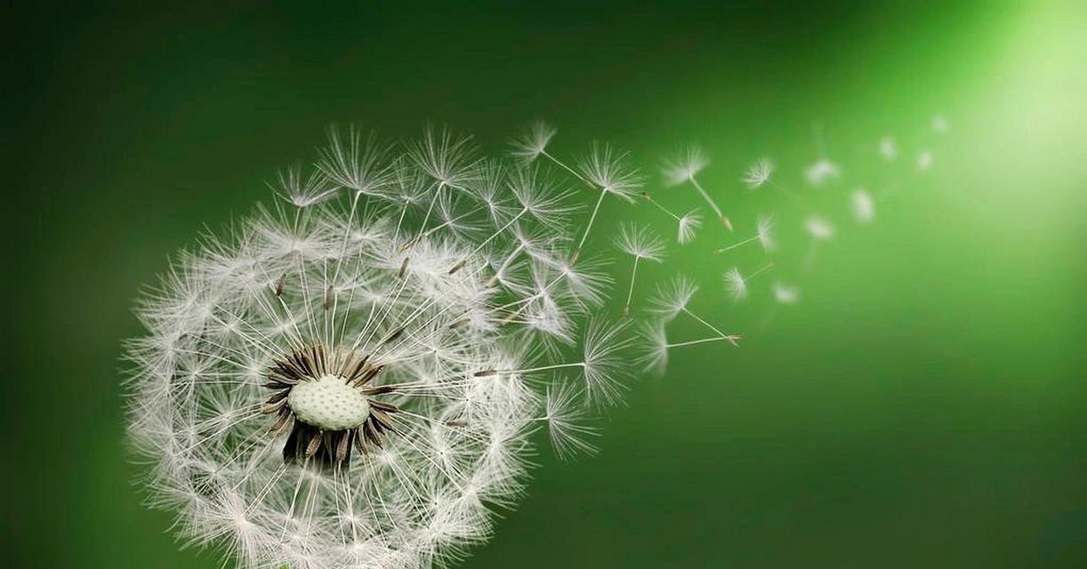 蒲公英的花语、寓意与象征（探寻蒲公英的深层内涵与传递的信息）