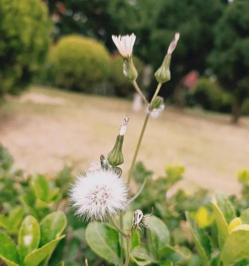 蒲公英花语与传说故事（探寻蒲公英花语的背后传说）