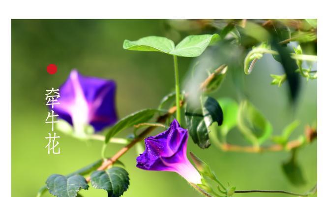 牵牛花（追逐梦想的力量——牵牛花传说解析）