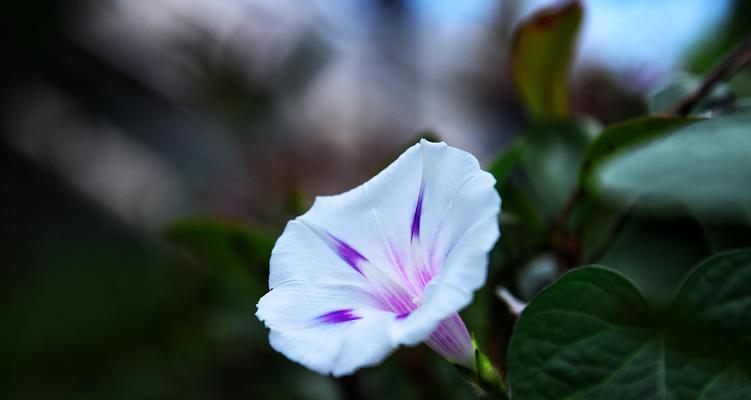 牵牛花的花语之含义解析（揭开牵牛花的花语之谜，探寻它的世界）