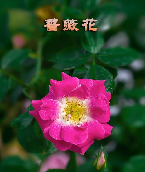 白蔷薇的花语与意义（揭秘白蔷薇的象征与传说）