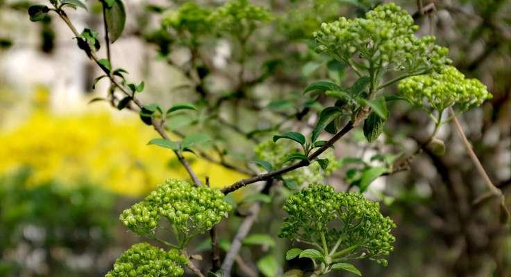 以琼花（以琼花的花语及其深层意义）