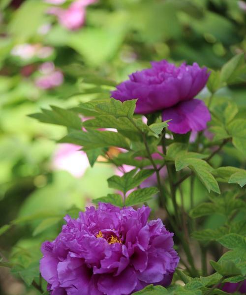秋牡丹——花开花落的代表（揭秘秋牡丹花语及其象征意义）