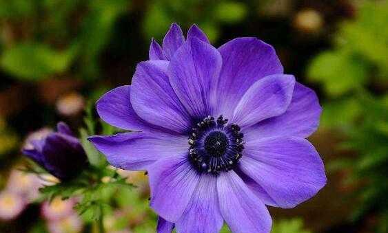 秋牡丹——花开花落的代表（揭秘秋牡丹花语及其象征意义）