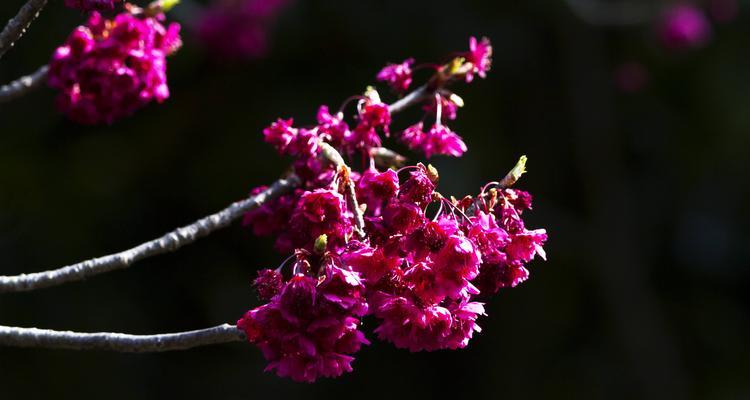 樱花之美（日本樱花的花语和象征意义）