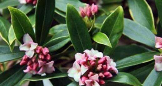 瑞香花花语解读(传递祝福的花语解析及应用)