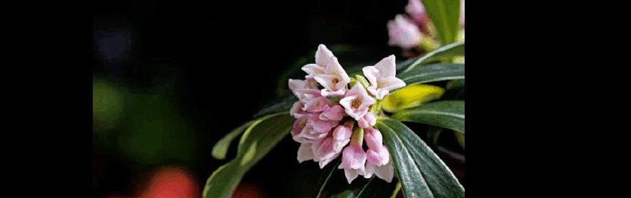 瑞香花花语解读（传递祝福的花语解析及应用）