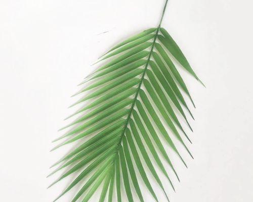解读散尾花的花语之美（探索散尾花的花语，传递爱与希望）