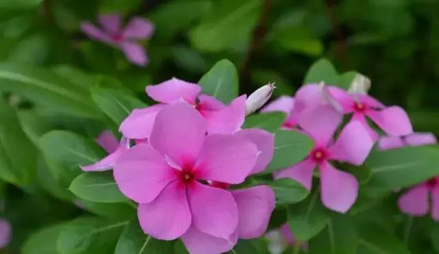 夏日绽放，百花争艳（探寻夏季盛开的8种鲜花）