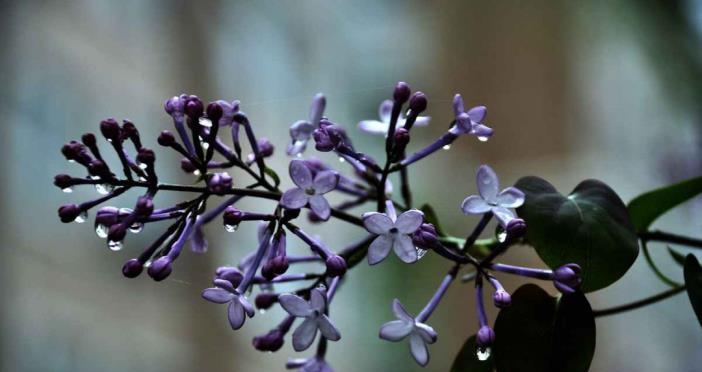 如何让丁香花安全越冬?(丁香花越冬的技巧和注意事项)