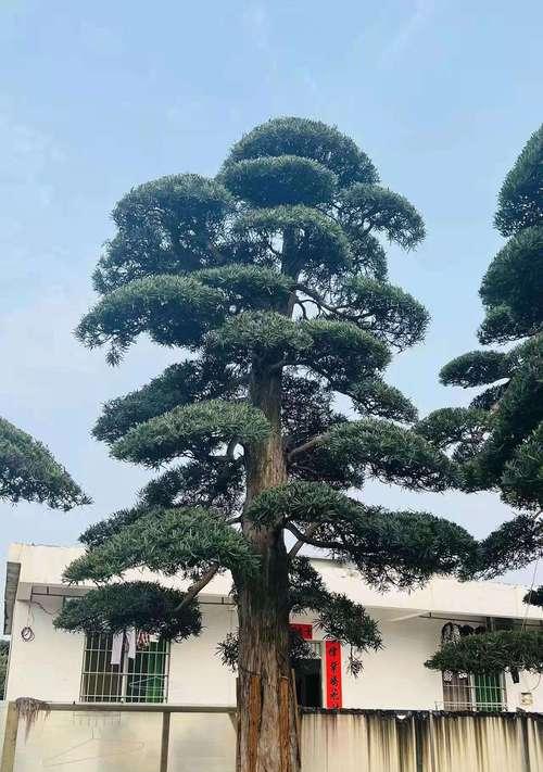 雀舌罗汉松的种植技巧（打造绿色家园的必备攻略）