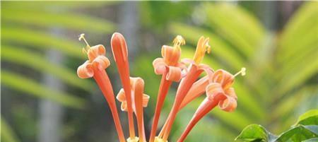 爆竹花的开花时节和花语（探寻爆竹花的生长特点和文化内涵）