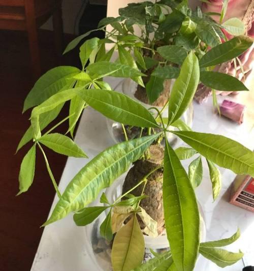 发财树叶子为什么发黄下垂？（寻找萎蔫原因，救救发财树！）