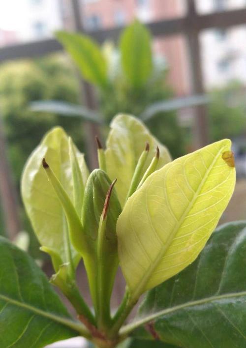 栀子花叶片发黑发焦的原因及治疗方法(了解黑化原因,科学解决叶片病害问题)
