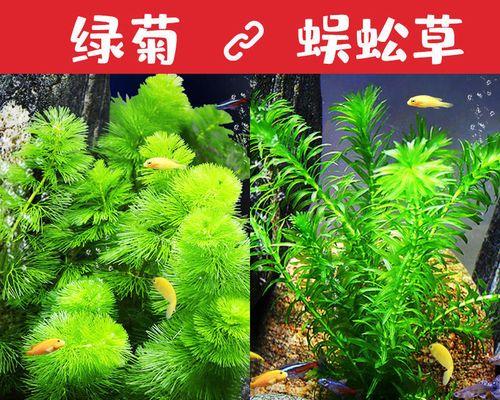绿菊水草养护指南（让你的水草更健康，生长更快）