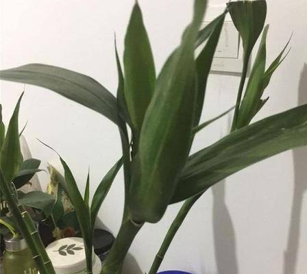 让富贵竹旺盛生长的技巧(水养方法分享,让你的富贵竹永葆生机)