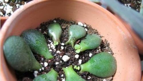 水插繁殖玉树，轻松得到绿色佳品（简单易行的繁殖方法，掌握它就能“玉”转乾坤）