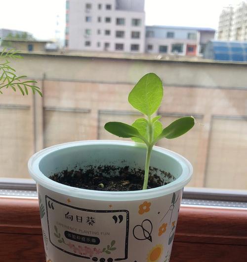 向日葵种子的种植方法（如何在家中种植出美丽的向日葵？——向日葵种植指南）