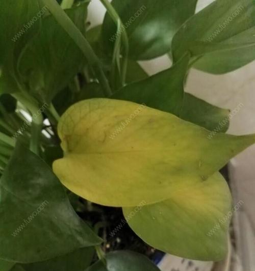 绿萝叶尖发黑，原因及解决方法（怎样避免绿萝叶尖变黑，让您的植物焕发生机）