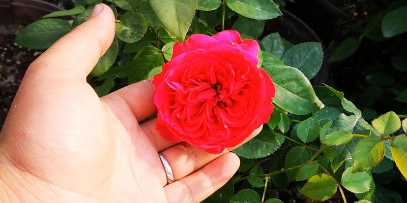月季花的繁殖方法与技巧（让你的花园里盛开美丽的月季花）