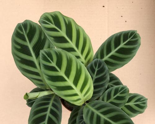 了解孔雀竹芋的种类及图片大全（发现多彩孔雀竹芋品种，让你的家更有活力）