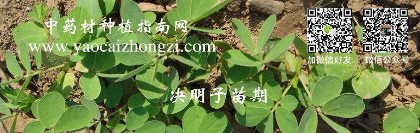 决明子种植的时间和方法（种植决明子，让春天更美丽）