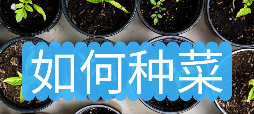 种菜技巧与方法（掌握科学种植技巧，轻松实现丰收）