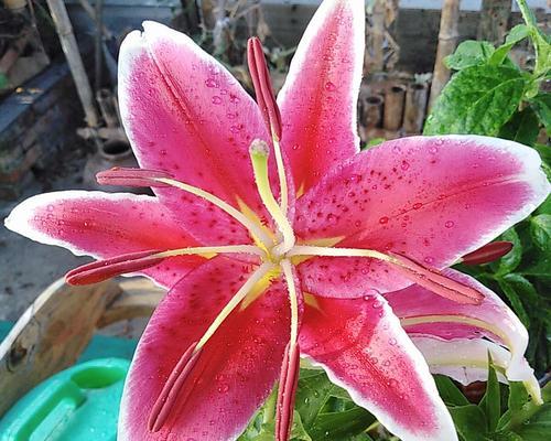 了解百合花的魅力（探究百合花的特点及生长环境）