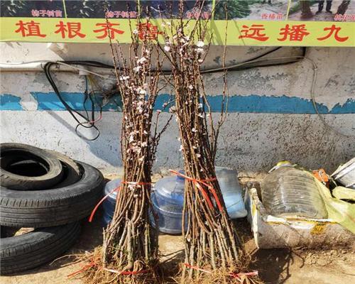 杏树的嫁接时间与技巧（了解杏树嫁接的关键，掌握正确技巧）