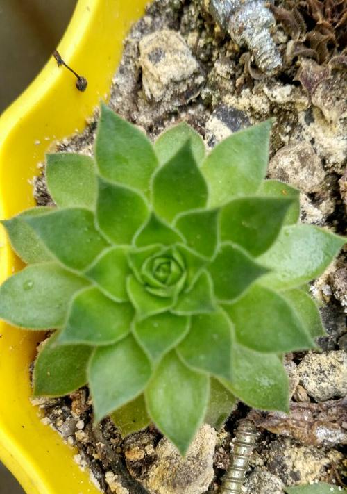 多肉植物大全（了解多肉植物，品味生活美学）