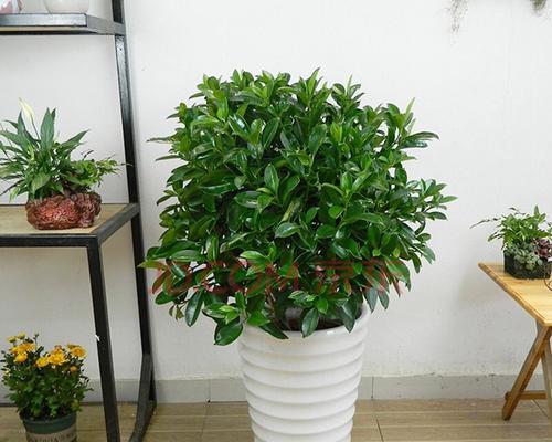 如何正确养护非洲茉莉球?(护理要点、浇水技巧、适宜环境、疾病防治)