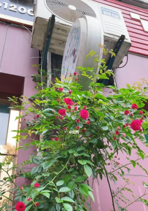 如何成功养护爬藤月季——从选苗到管理（掌握这些窍门，让你的花园盛开绚烂的花朵！）
