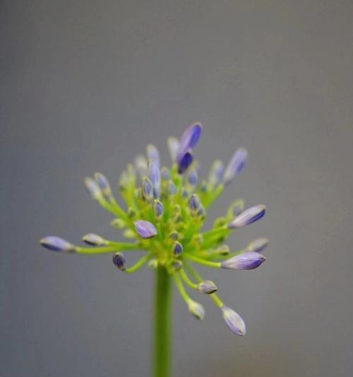 以百合花为花语的结束爱情（用花语诠释爱情的终结，百合花告别爱情的伤痛）