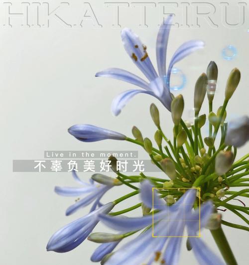 爱情的拒绝与花语（以玫瑰花的花语解读拒绝爱情的含义）