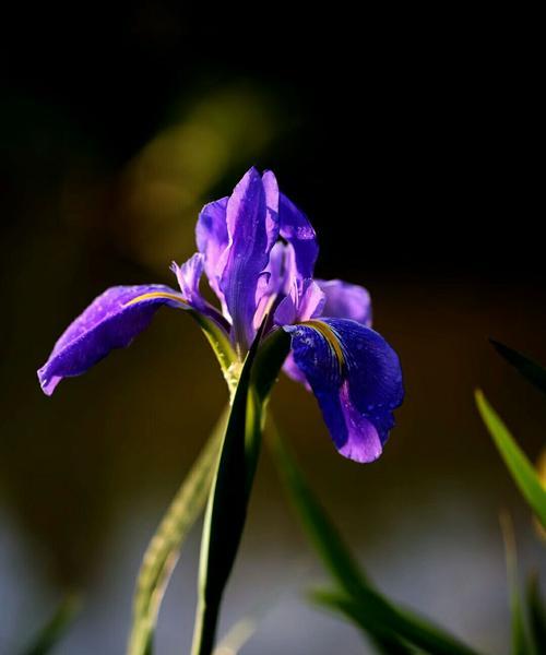 绝望的爱——以百合花为主题的花语（百合花语中的绝望爱情，寄托深情无望的表达）