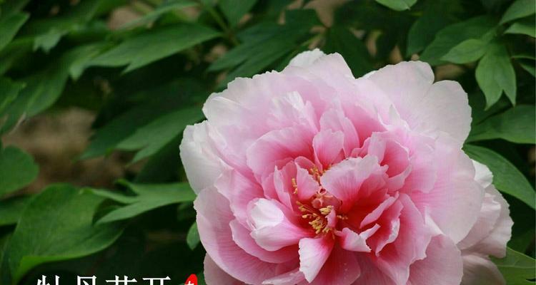 冒险之花（以向日葵的花语为线索，探寻人们冒险精神的内涵）