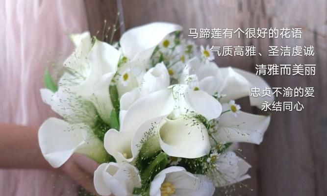 《相伴一生》（以牡丹花的花语探讨人与人之间的陪伴关系）