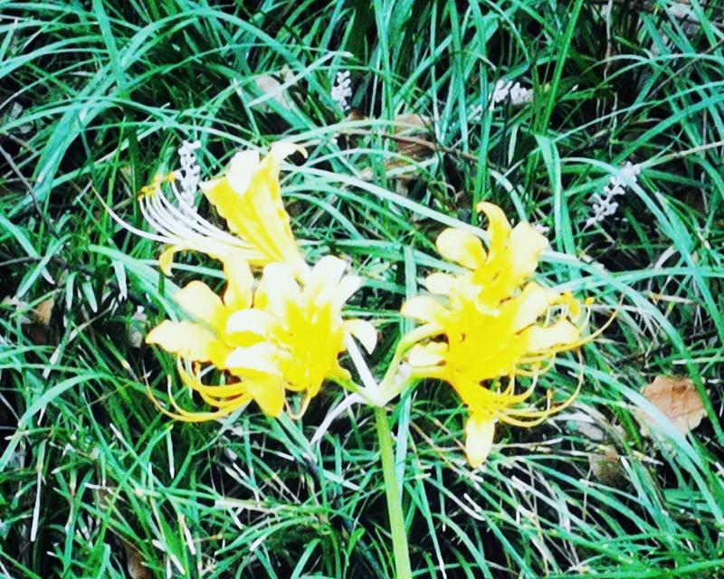 牵挂之花（用百合花传达牵挂之情）