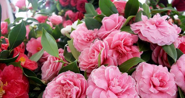 善良之花——向善花（以向善之心绽放的美丽）