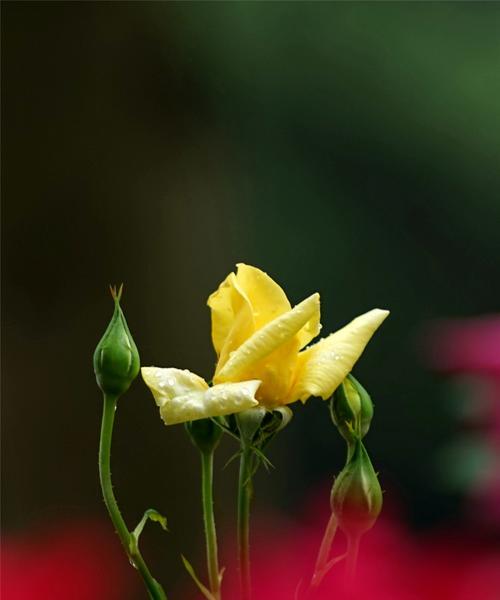 花语深情（以什么花的花语是深情？）